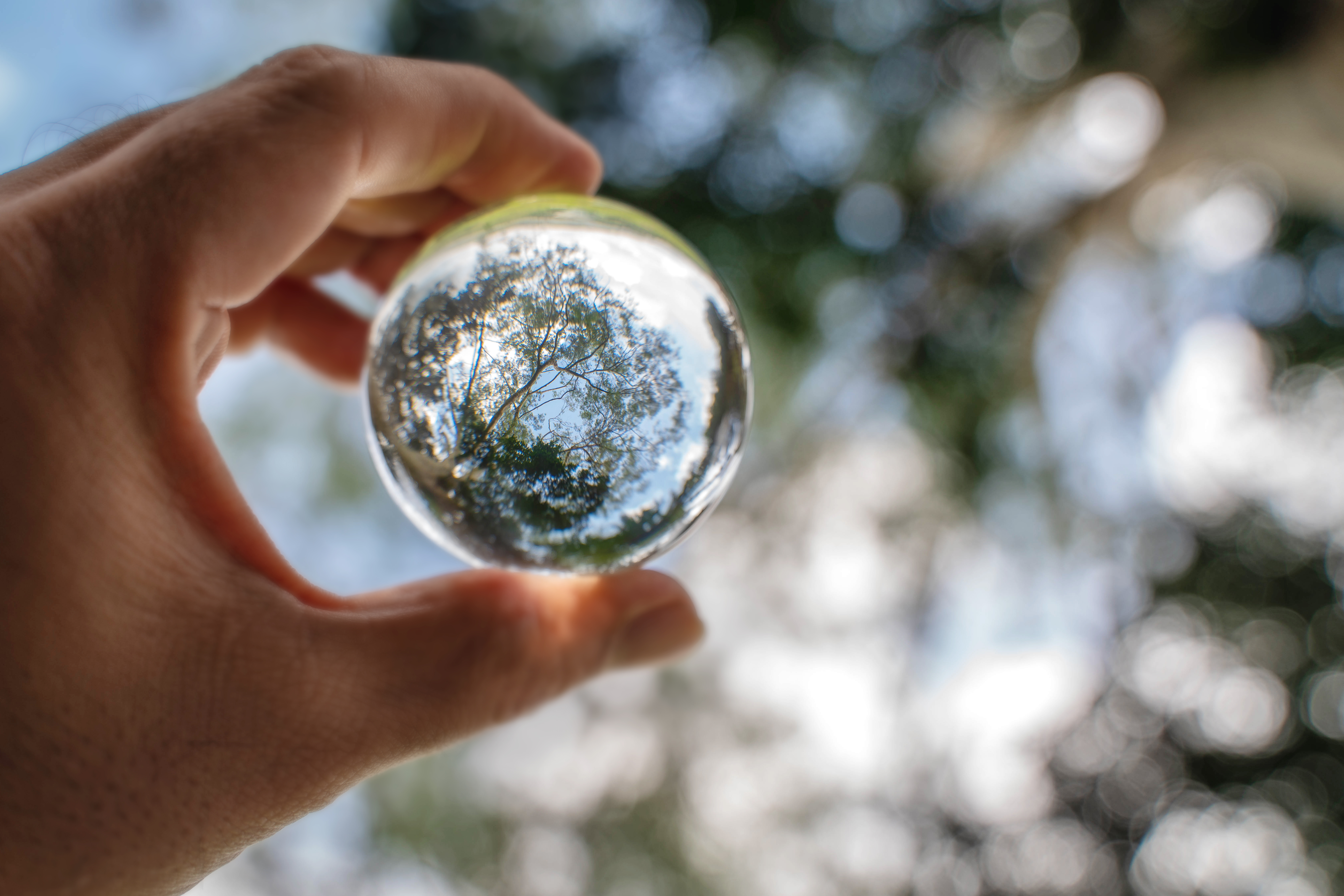 A hand holding a clear ball that is reflecting the trees