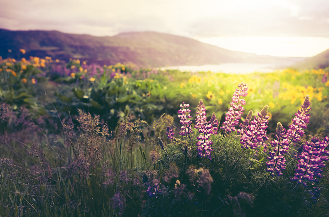 Purple lupin flowers in a green field at sunrise.