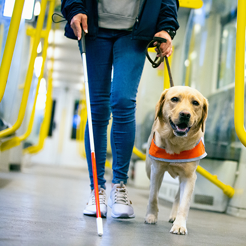 Person uses can on transit train with seeing eye dog